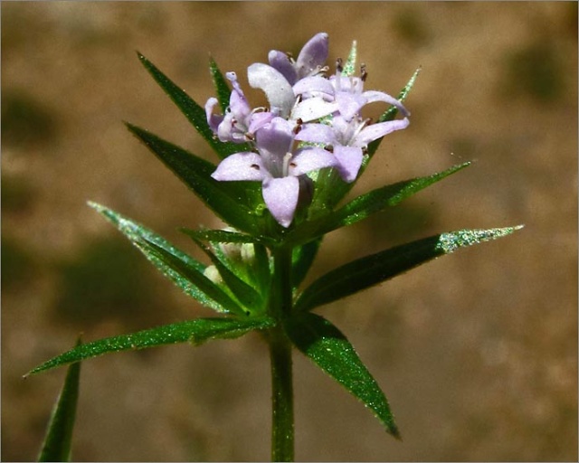 sm 593 Field Madder.jpg - Field Madder (Sherardia arvensis): Flowers were about 1/4" across. Originally from Europe.